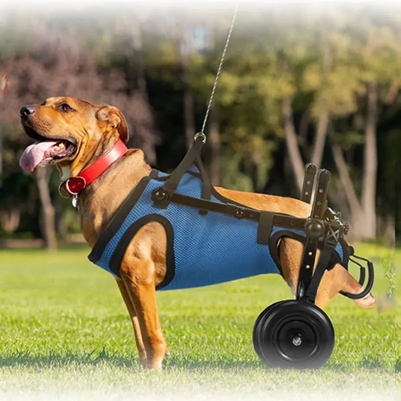 A happy dog wearing a pei's corner blue mesh hind leg wheelchair running on grass