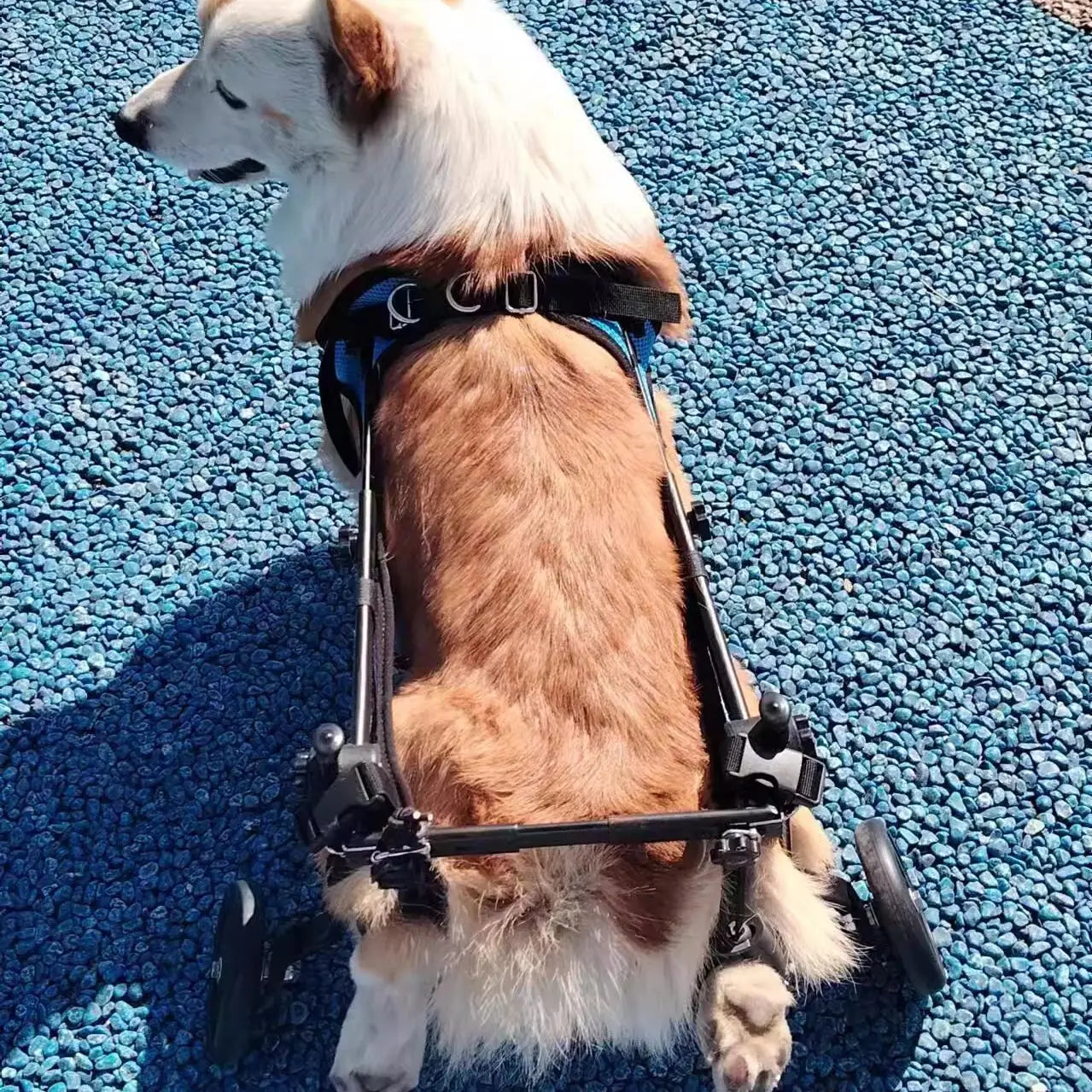 Top-down view of a Border Collie wearing a pei's corner blue mesh hind leg wheelchair on grass