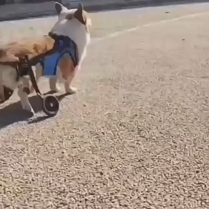 A happy Corgi wearing a pei's corner  blue mesh hind leg wheelchair running on grass