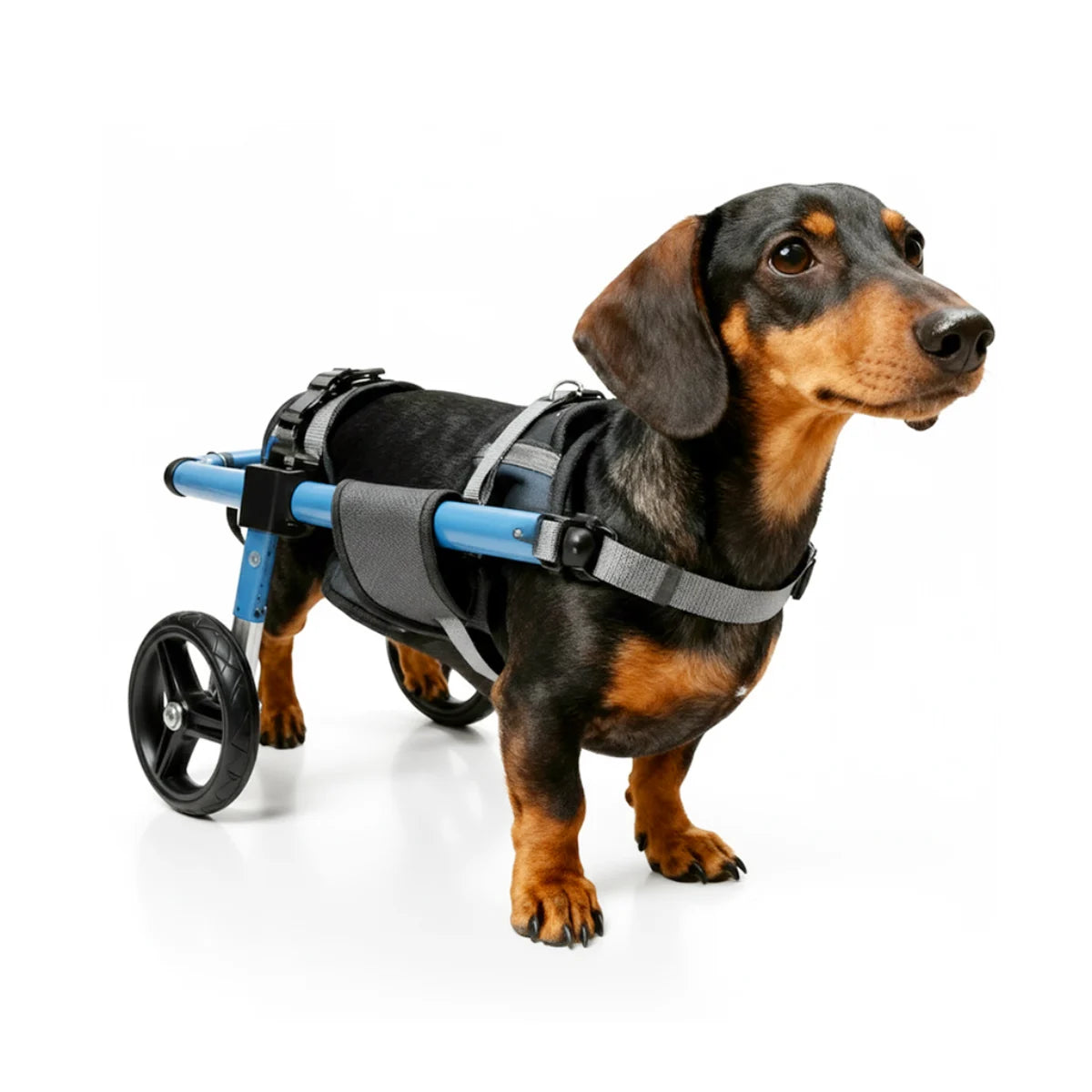 Dachshund Wheelchair for Back Legs – Pei's Corner