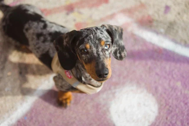 A dapple Dachshund looking up at the camera, representing the breed's long lifespan and unique health considerations