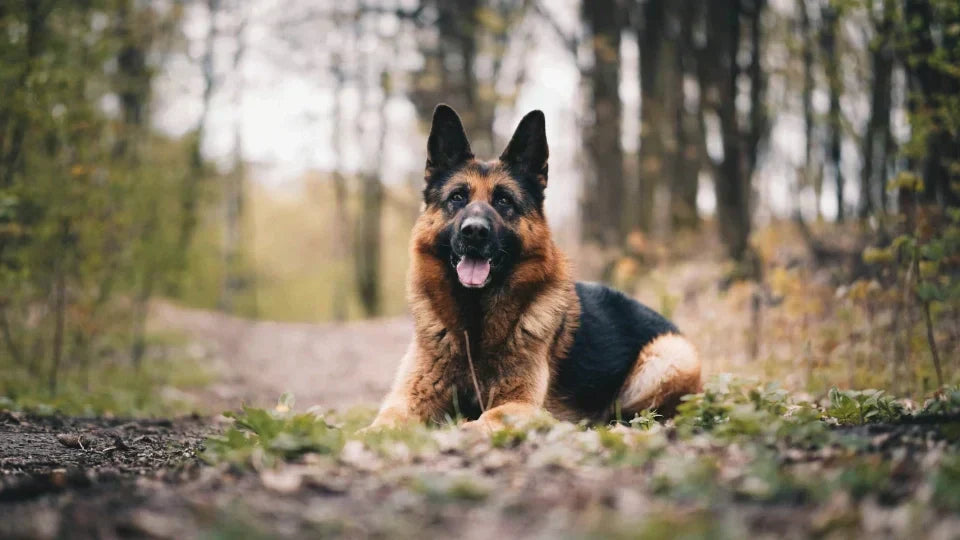 A German Shepherd resting on a forest path, representing the breed's lifespan and mobility health considerations