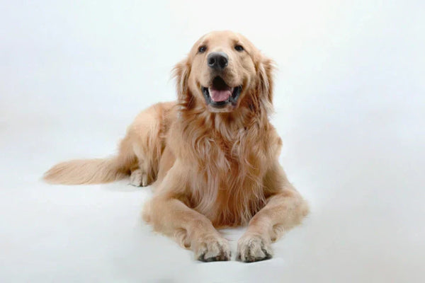 A healthy Golden Retriever lying down with a relaxed expression, representing the breed's lifespan and senior mobility considerations