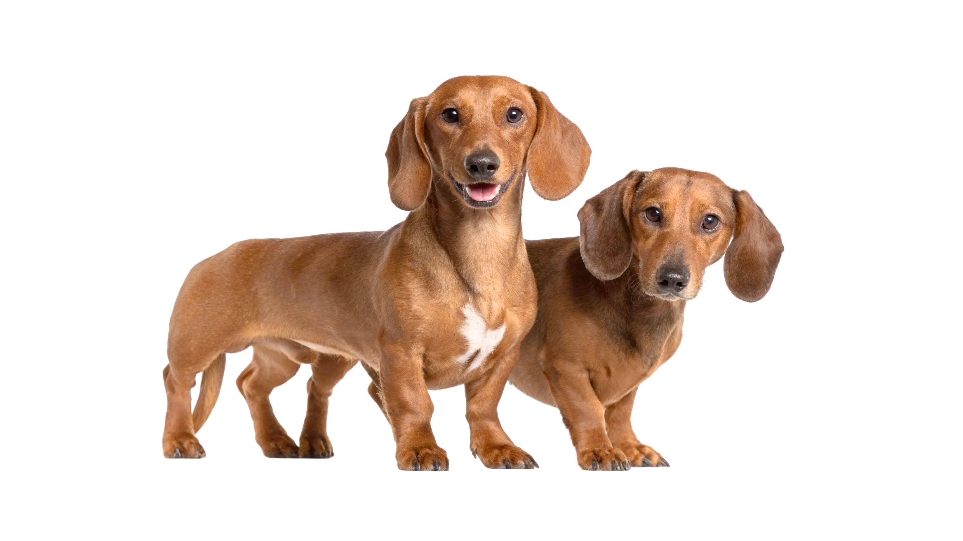 A Standard Dachshund and a Miniature Dachshund standing side by side on a white background, showing the visible size difference in height, body length, and frame between the two types