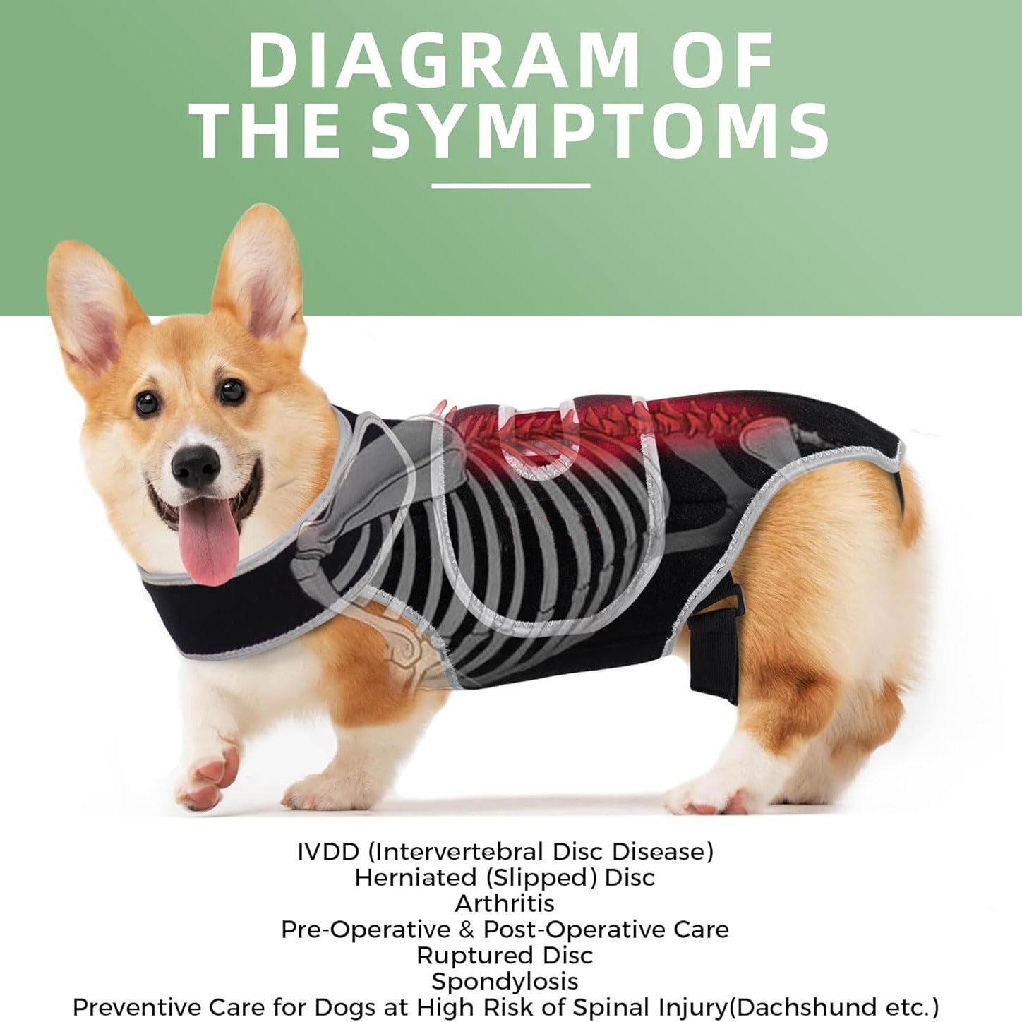 Diagram of IVDD (Intervertebral Disc Disease) symptoms and care from Pei's Corner, showing conditions like herniated disc and arthritis for pre-and-post operative support.