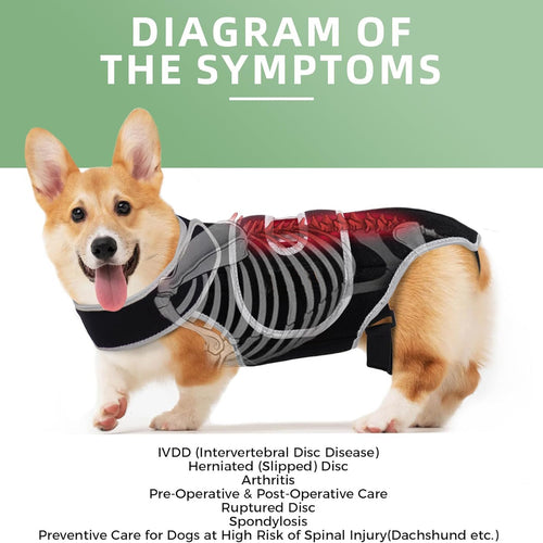 Diagram of IVDD (Intervertebral Disc Disease) symptoms and care from Pei's Corner, showing conditions like herniated disc and arthritis for pre-and-post operative support.