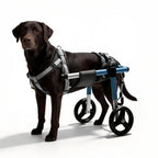Chocolate Labrador Retriever fitted with an XL rear-support dog wheelchair, showing the adjustable aluminum frame and padded harness system