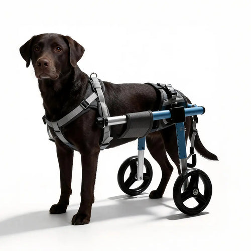 Chocolate Labrador Retriever fitted with an XL rear-support dog wheelchair, showing the adjustable aluminum frame and padded harness system