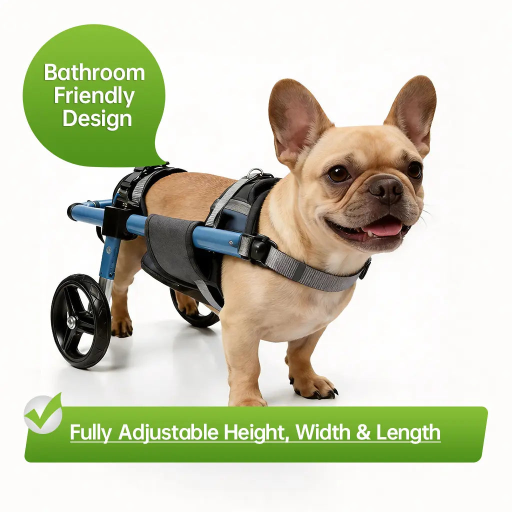 French Bulldog wearing an XS adjustable rear-support dog wheelchair with bathroom-friendly design, fully adjustable in height, width, and length