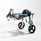 Blue aluminum rear-support wheelchair cart for dachshunds with padded harness, adjustable straps, and two black rubber wheels