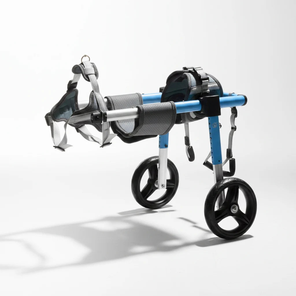 Blue aluminum rear-support wheelchair cart for dachshunds with padded harness, adjustable straps, and two black rubber wheels