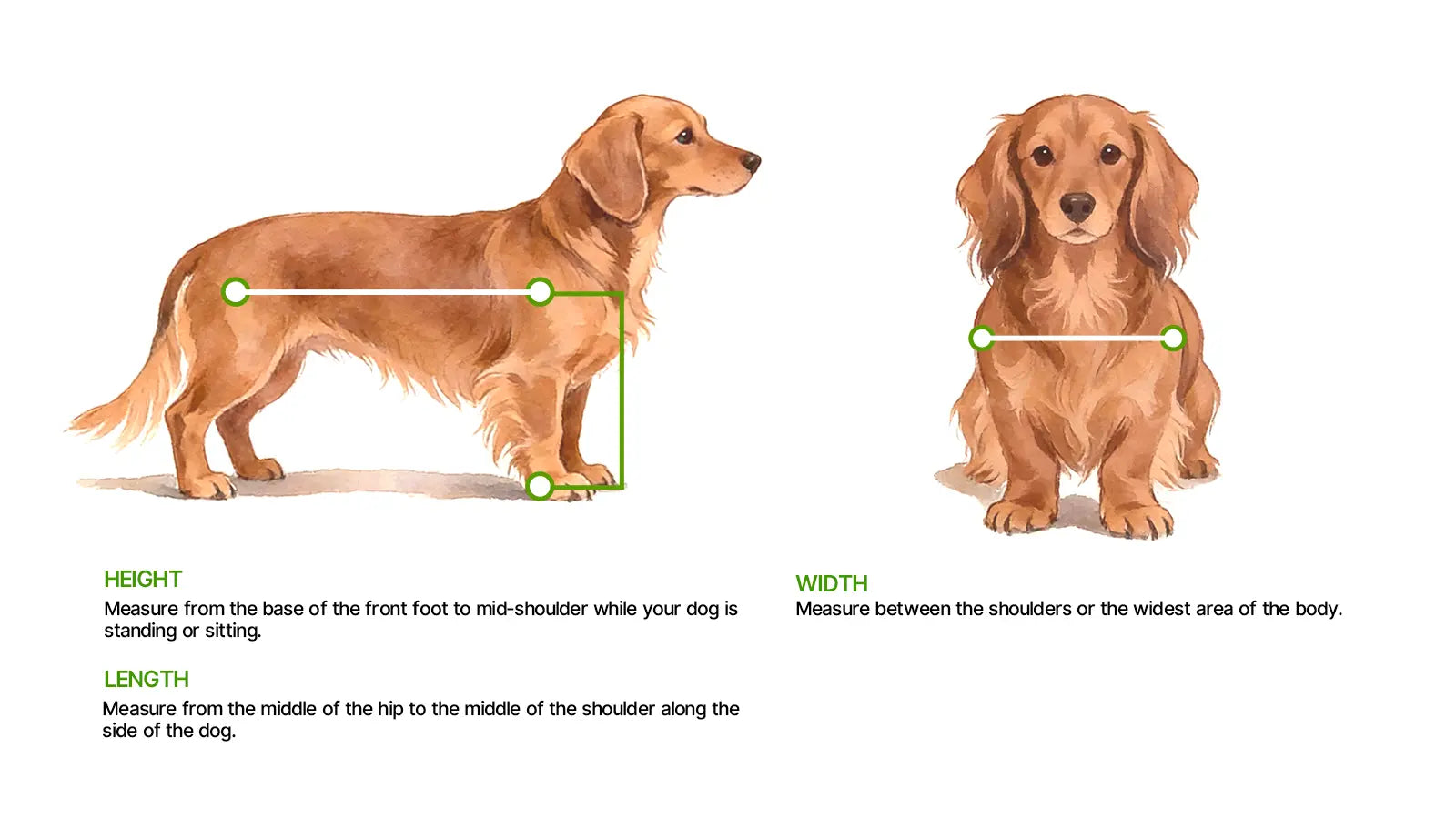 Dachshund wheelchair measurement guide showing how to measure height (front foot to mid-shoulder), length (hip to shoulder along the side), and width (across the widest part of the body)