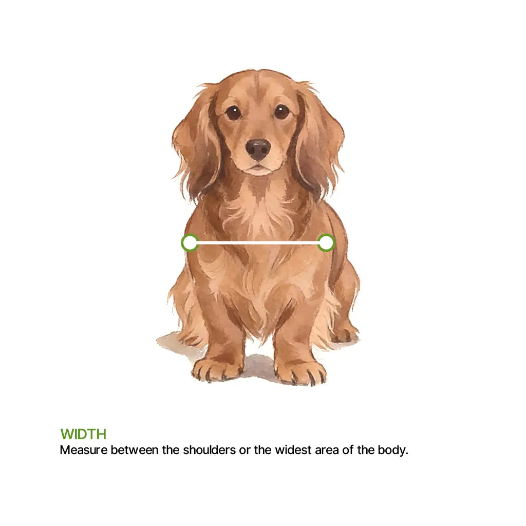 Dachshund wheelchair size guide teaches you how to measure your shoulder width to ensure the wheelchair is the right size.