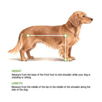 Dachshund wheelchair size guide teaches you how to measure your spine length and height to ensure the wheelchair is the right size.