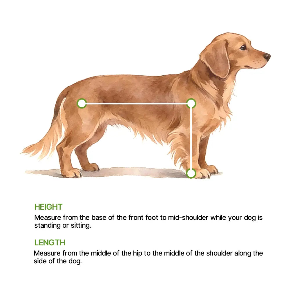 Dachshund wheelchair size guide teaches you how to measure your spine length and height to ensure the wheelchair is the right size.