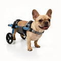 French Bulldog standing confidently in a blue rear-support dog wheelchair with adjustable harness, shown on a clean white background