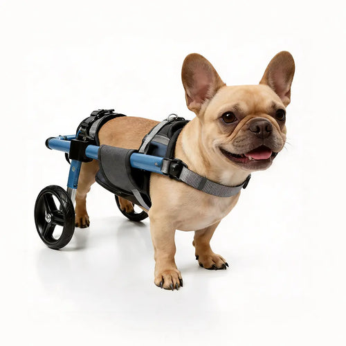 French Bulldog standing confidently in a blue rear-support dog wheelchair with adjustable harness, shown on a clean white background