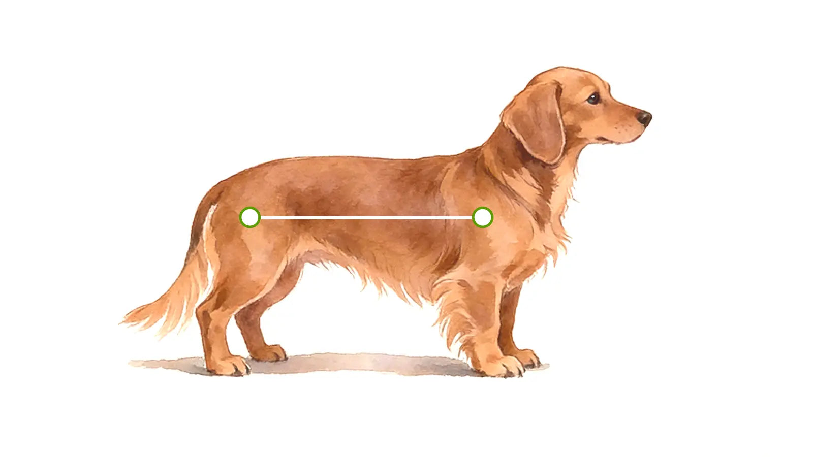 Side view of a Dachshund showing how to measure body length for a wheelchair — from the base of the tail to the chest, marked with a green horizontal line