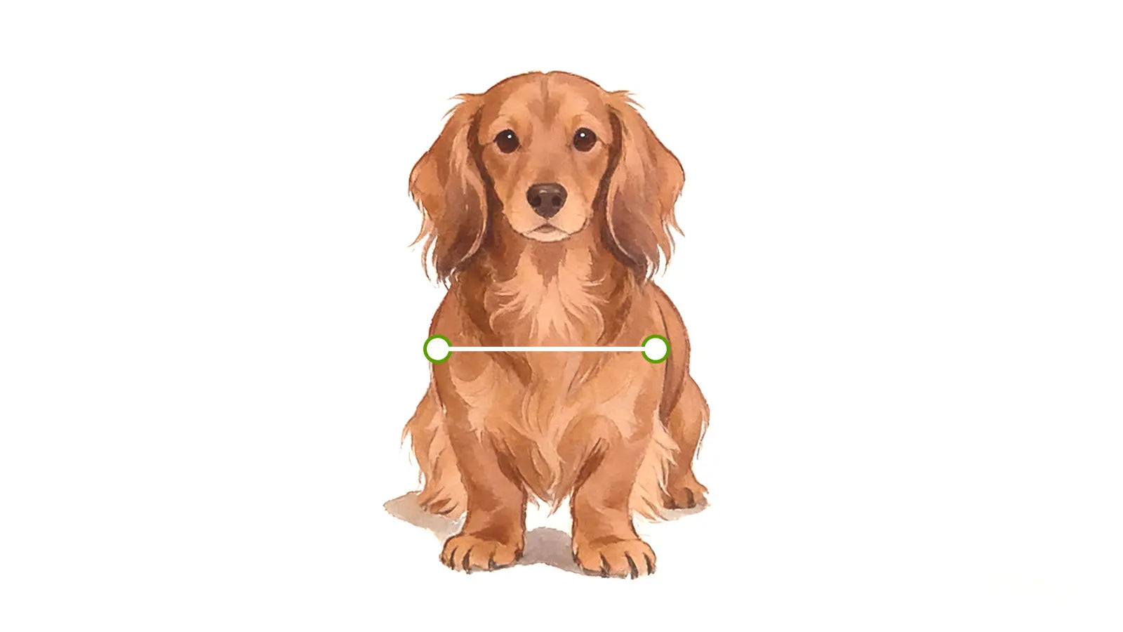 Front view of a Dachshund showing how to measure body width for a wheelchair — across the widest part of the torso, marked with a green horizontal line
