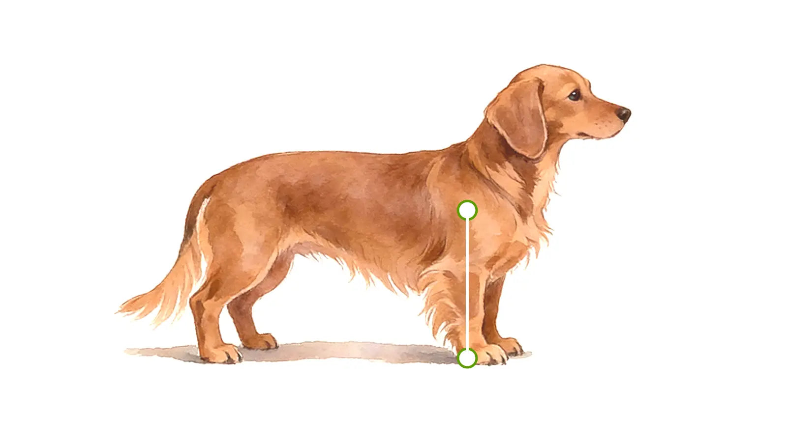 Side view of a Dachshund showing how to measure leg height for a wheelchair — from the ground to the belly, marked with a green vertical line