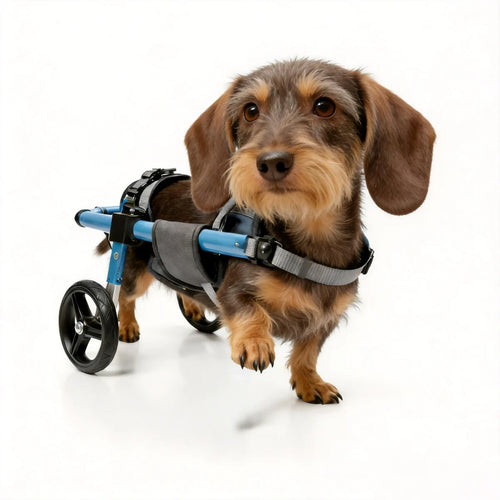 Wirehaired Kaninchen dachshund walking with a custom-fit blue wheelchair cart designed for small dachshund mobility