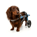 Red longhaired miniature dachshund fitted with a blue rear-support wheelchair cart for hind leg mobility