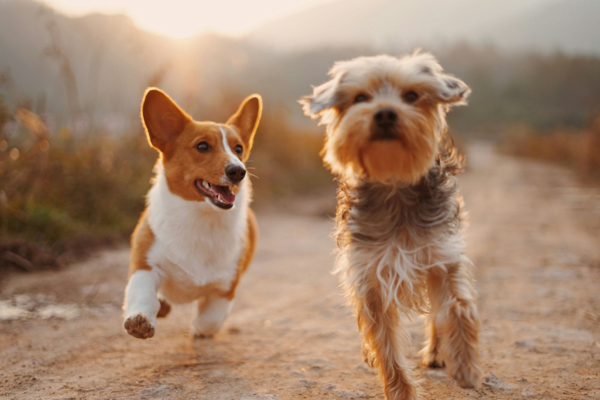 Warm golden hour photo of a Corgi and a terrier dog running happily on a dirt path, conveying pet joy and mobility.