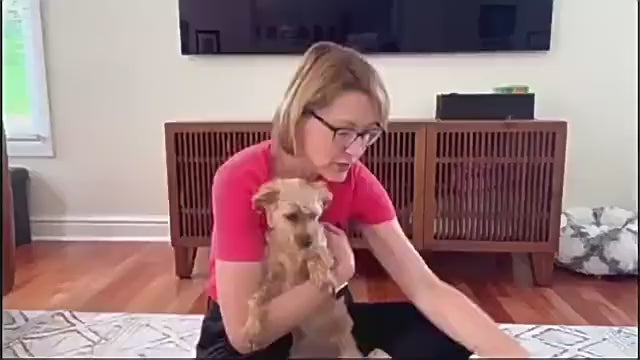 Dog Back Support Vest for IVDD & Spinal Injuries - Protective Pain Relief & Recovery