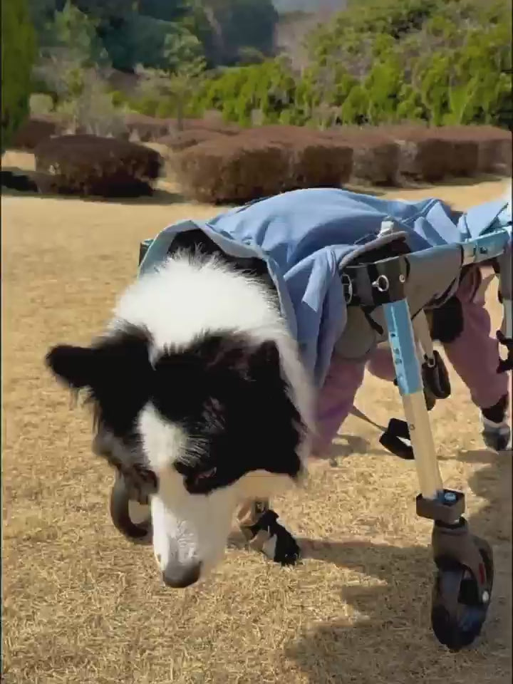 Large Foldable Dog Wheelchair for Rear & Full Body Support