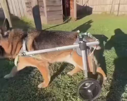A compilation video of various dogs happily running, walking, and playing outdoors using rear-support wheelchairs