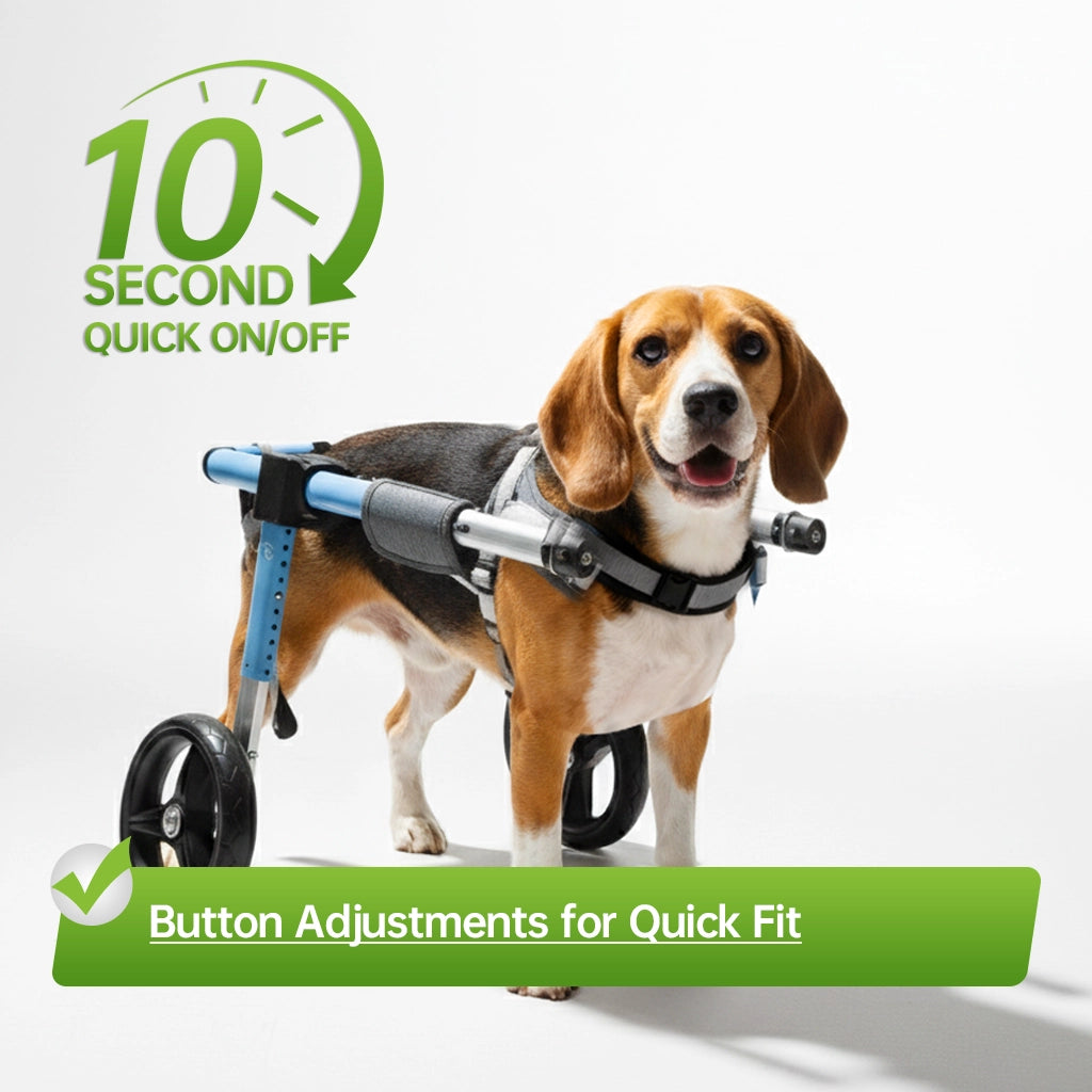 A Beagle wearing a mobility wheelchair featuring a 10-second quick on-off buckle adjustment system.