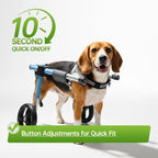 A Beagle wearing a mobility wheelchair featuring a 10-second quick on-off buckle adjustment system.